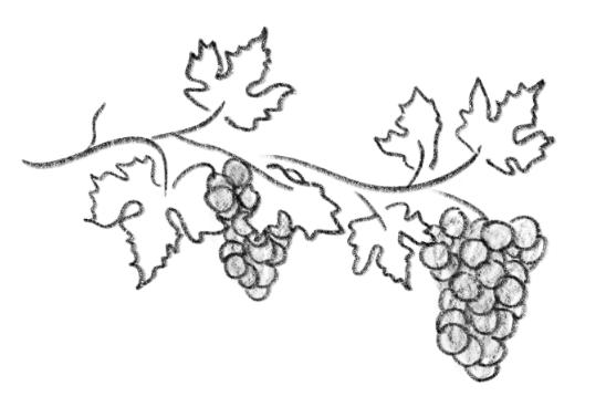 Ampliación de Viñedo