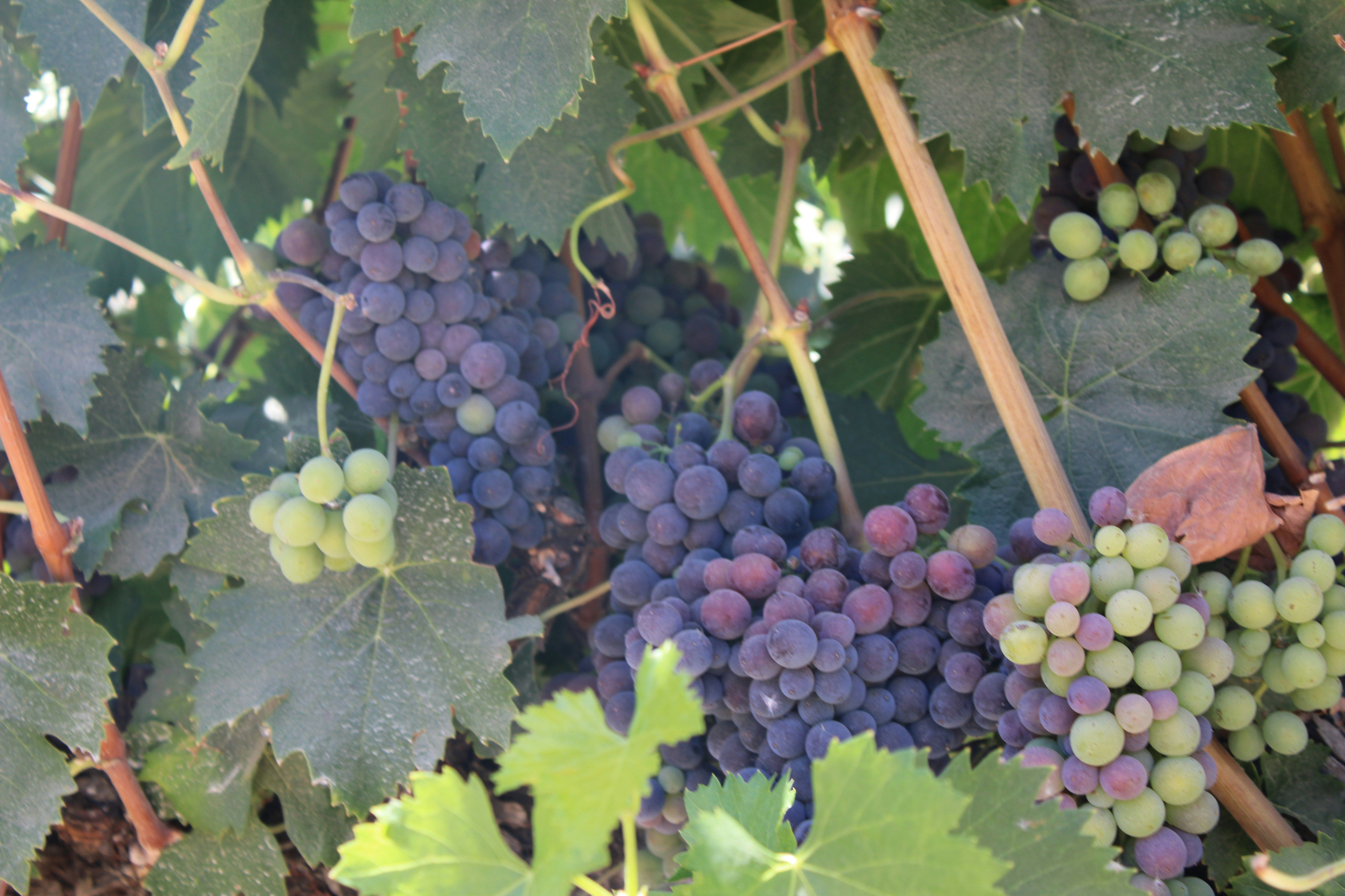 Las uvas más emblemáticas en México: Nebbiolo, Cabernet Sauvignon y Chardonnay